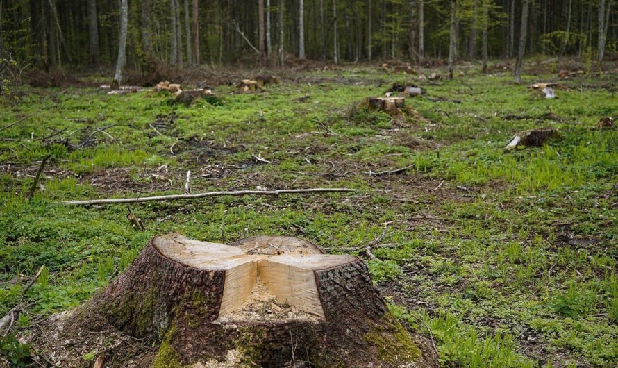 Ile kosztuje wycięcie drzewa przez pilarza? Cennik wycinki drzew 2026